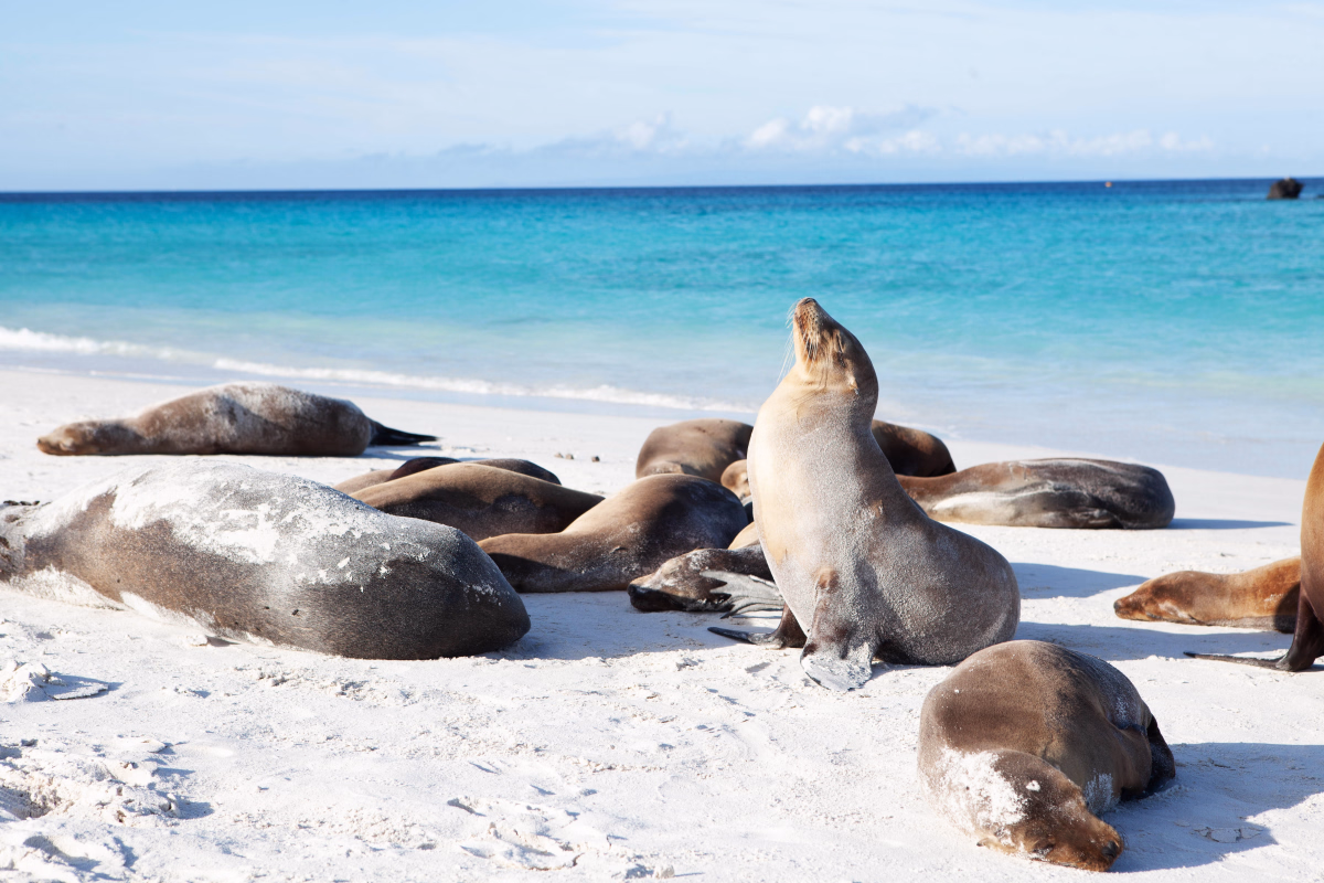 Sports et découvertes aux Galapagos