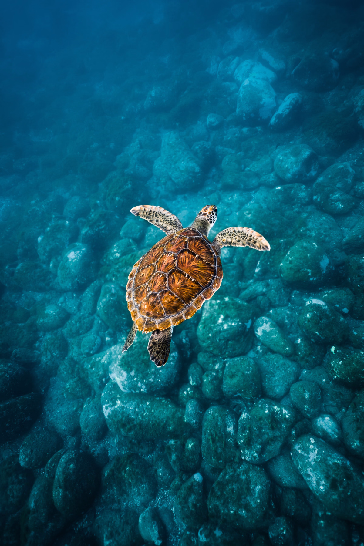 Trek - Initiation apnée et snorkeling en eaux profondes avec les tortues