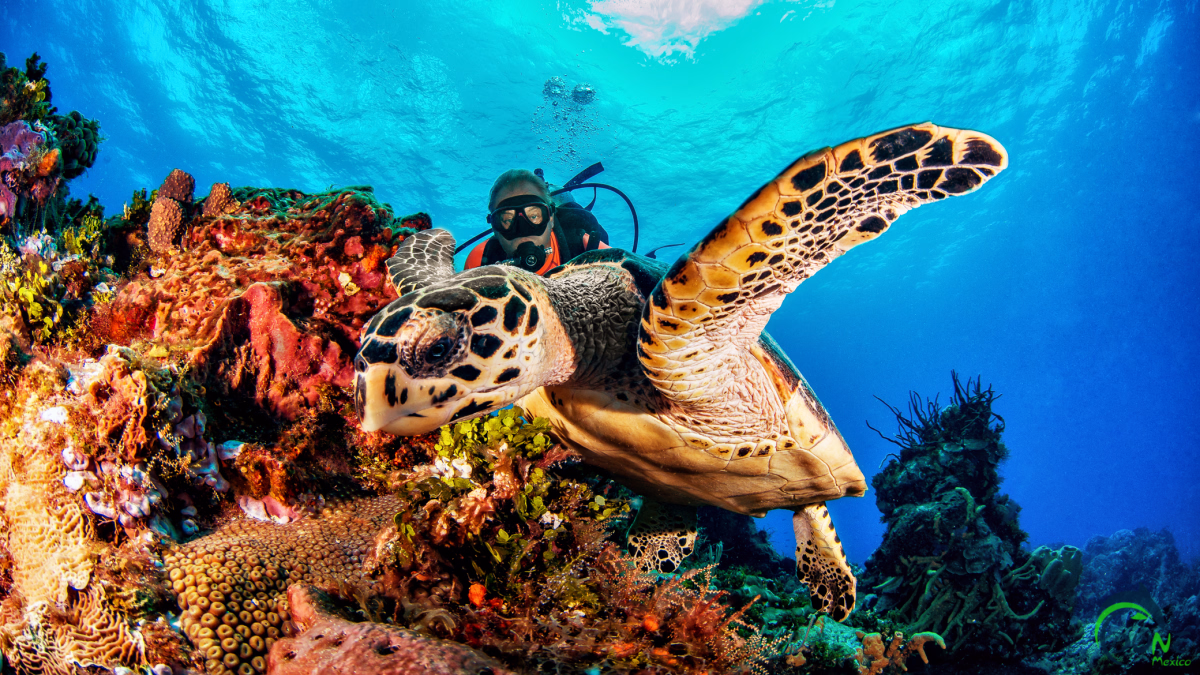 Passez votre Open Water PADI et découvrez les richesses du Mexique