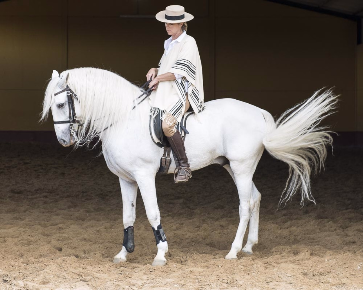 Voyage à cheval - Stage perfectionnement dressage d\'équitation andalouse