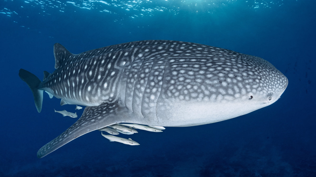 Trek - Plongée Niveau 2 dans les Maldives sur le Black Manta
