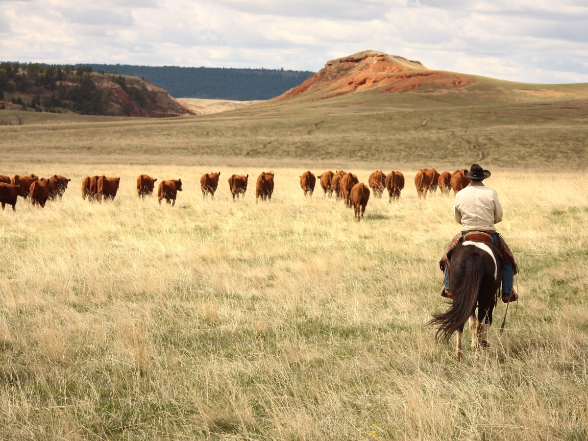 Immersion dans la vie des cowboys du Wyoming