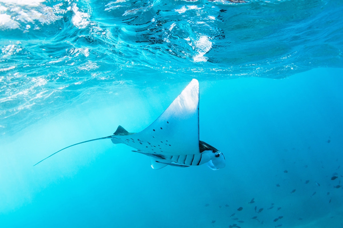 Snorkeling et exploration sauvage aux Raja Ampat