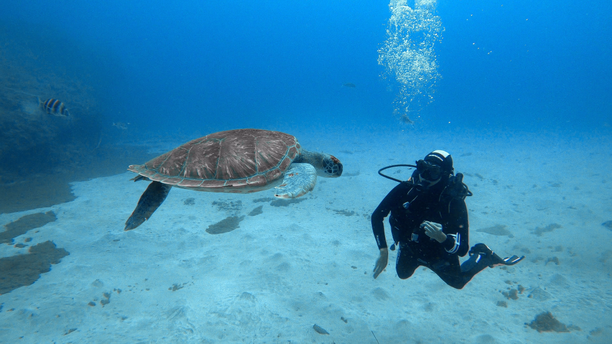 Plongée sous-marine à Tenerife en bateau entre épaves et grottes