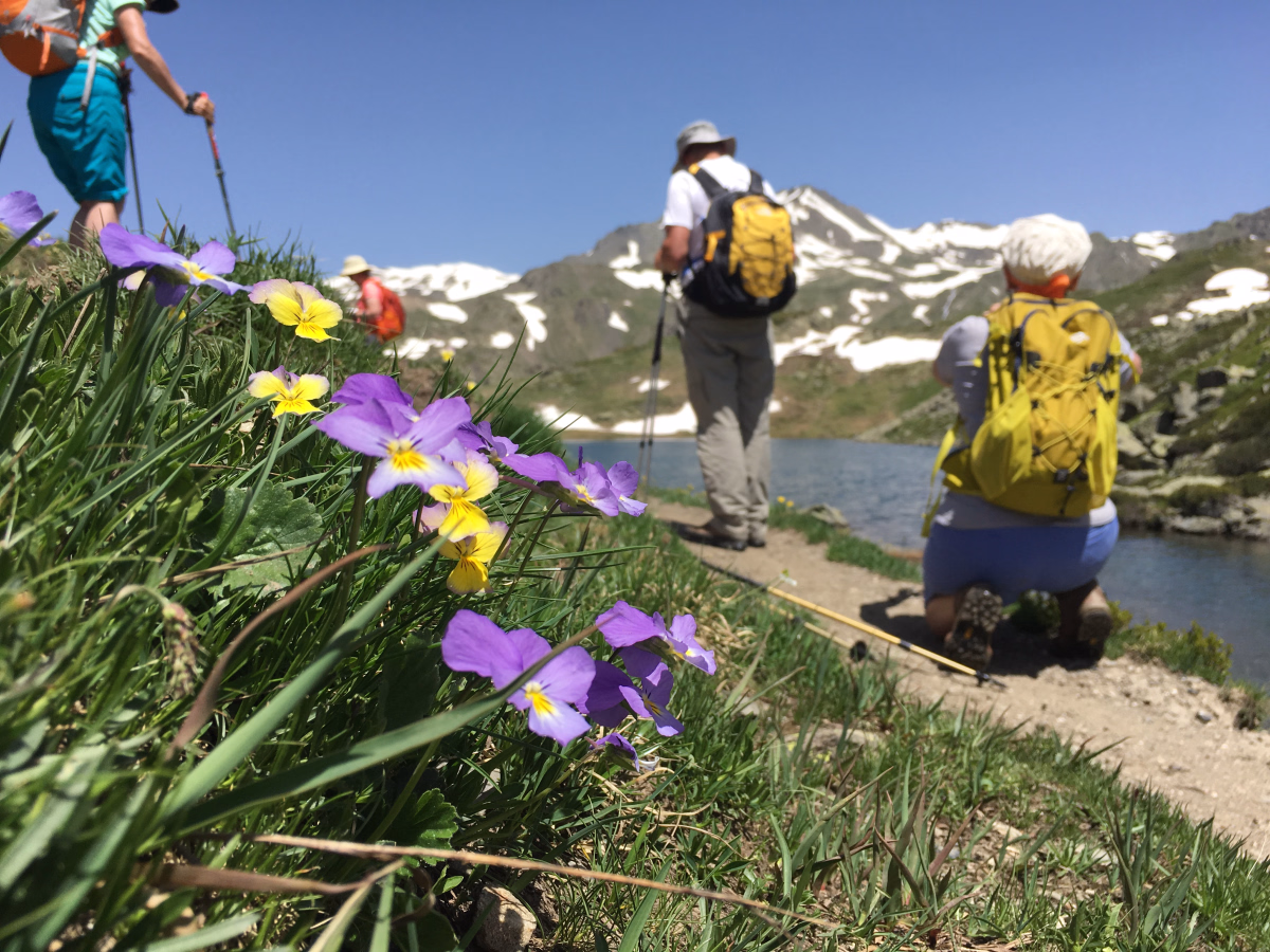 Découverte des fleurs de la Clarée en randonnée accompagnée