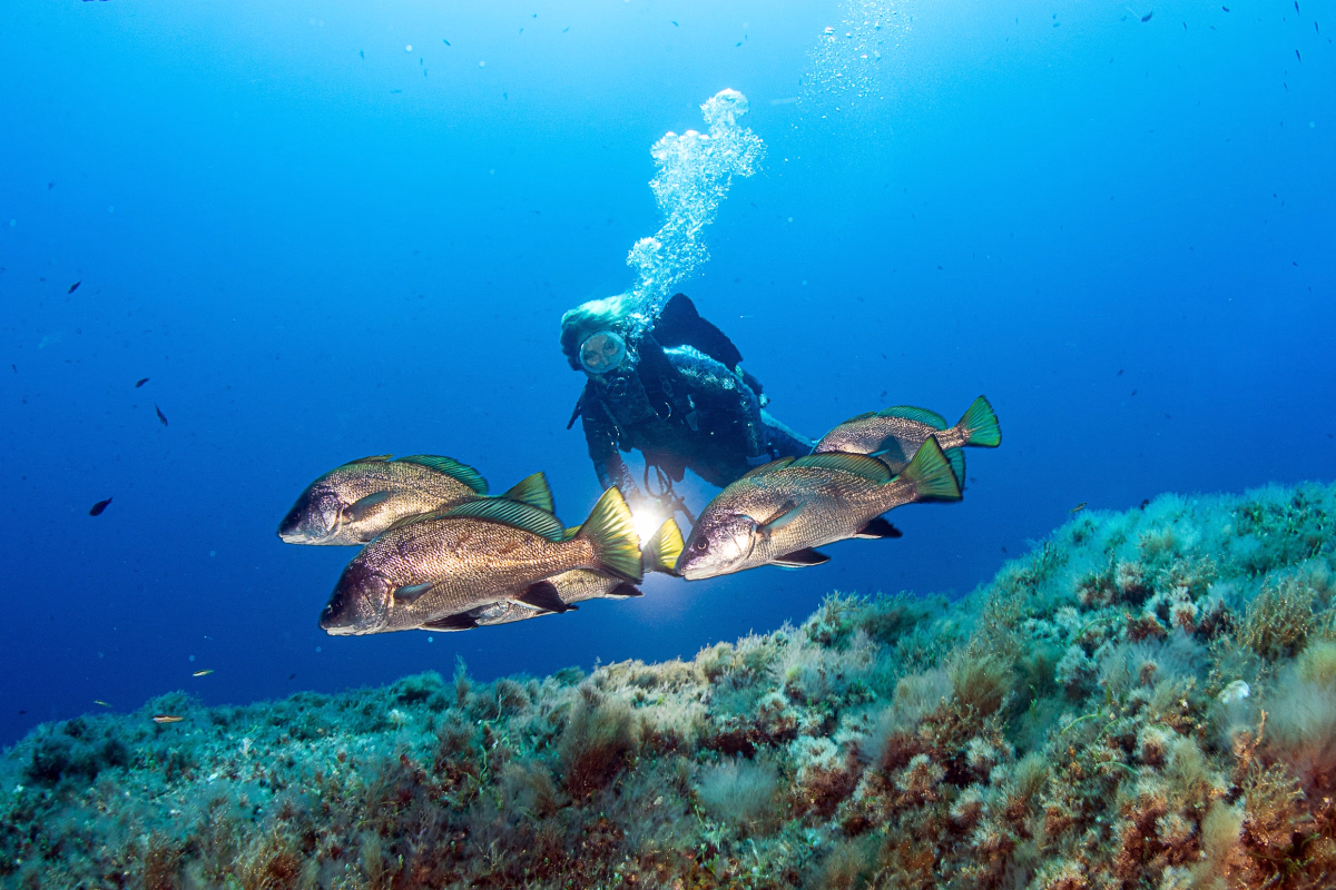 Advanced Open Water sur la côte d'Azur