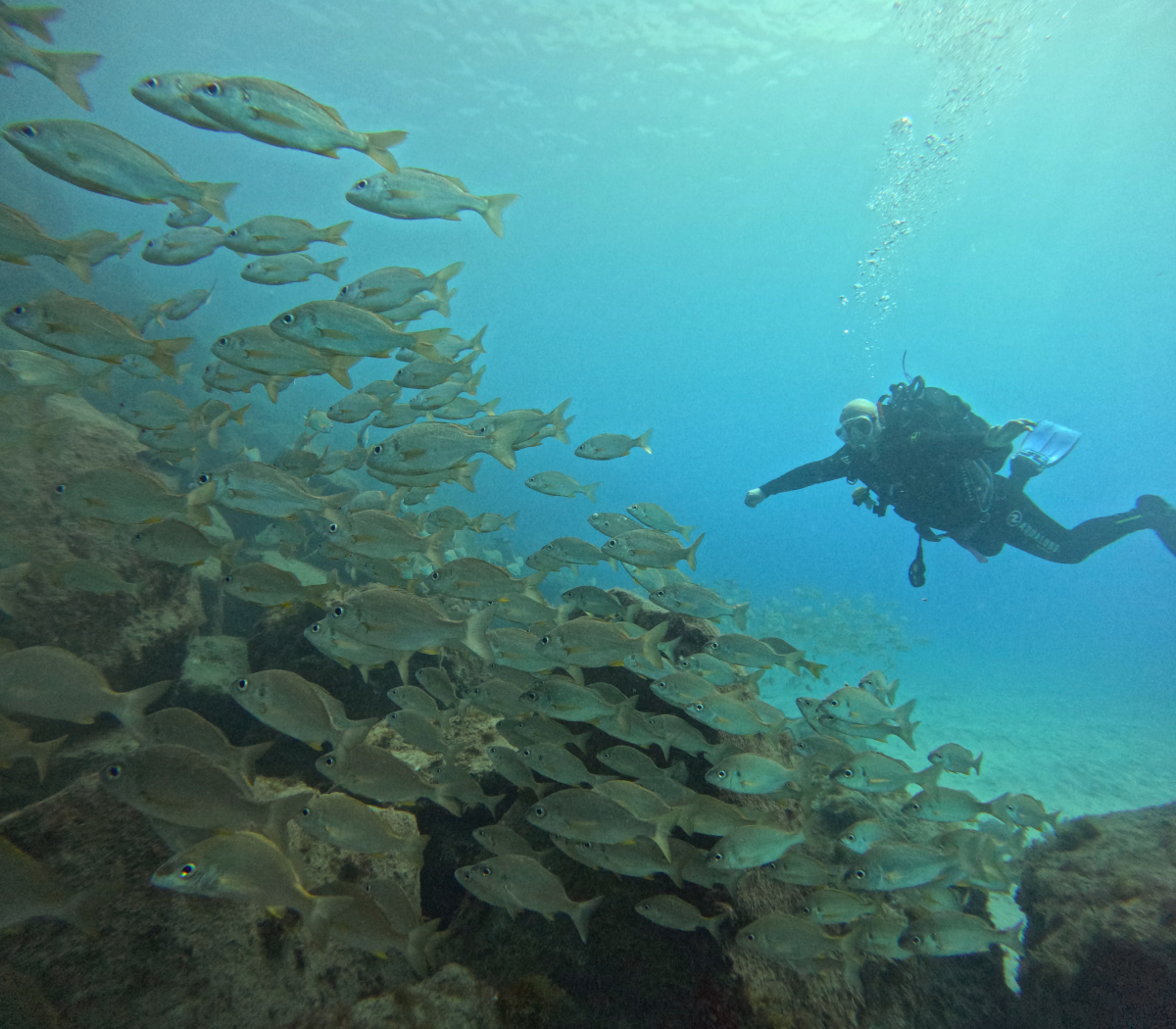 Excursion de découverte de la plongée à Costa Adeje