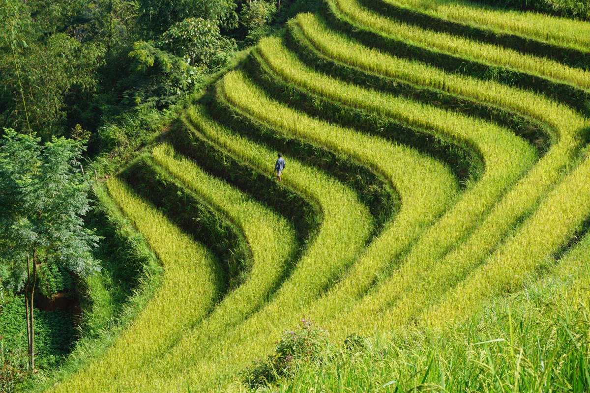 Randonnée au cœur de Hoang Su Phi