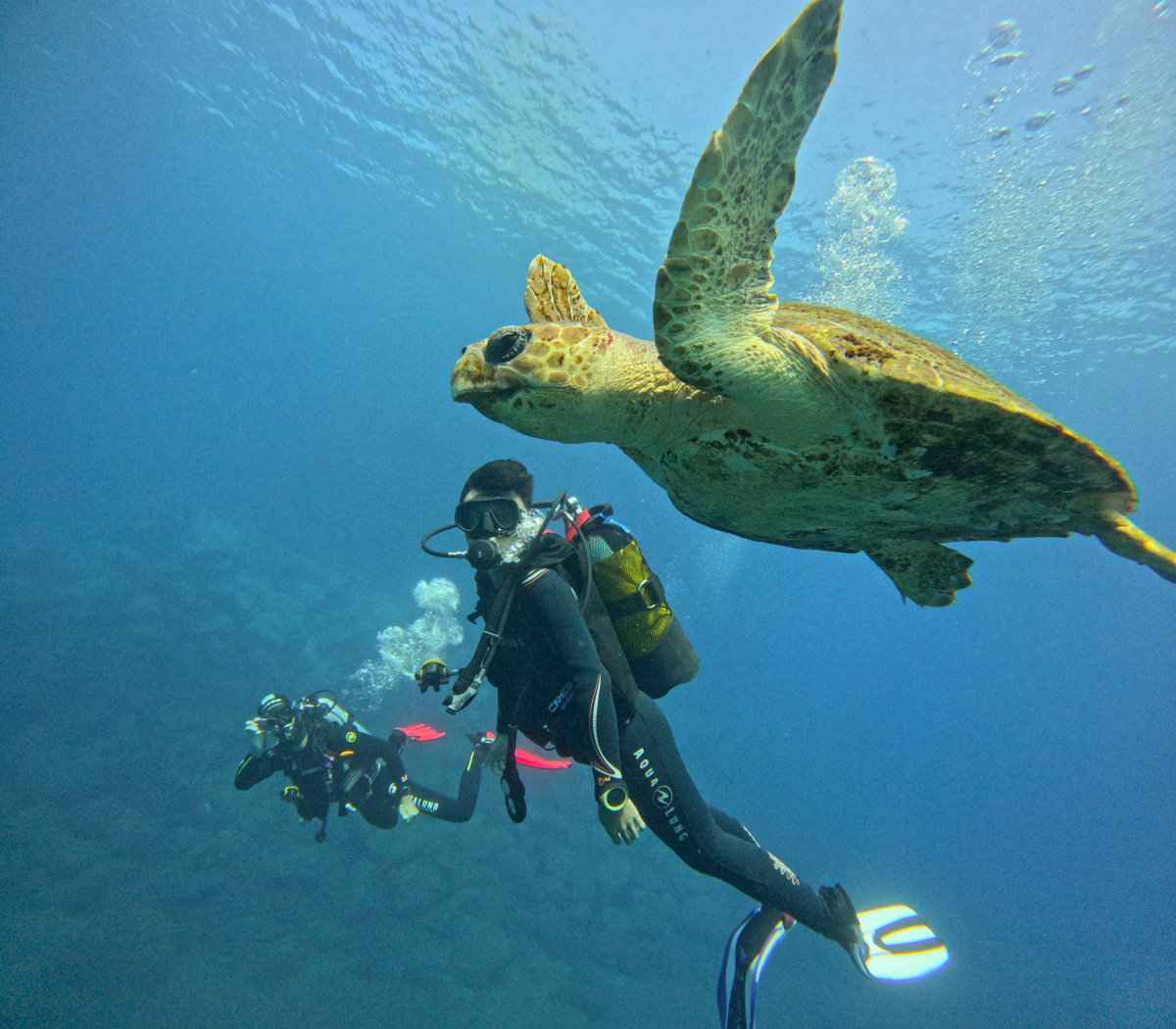 Une semaine d'exploration sous-marine à Tenerife