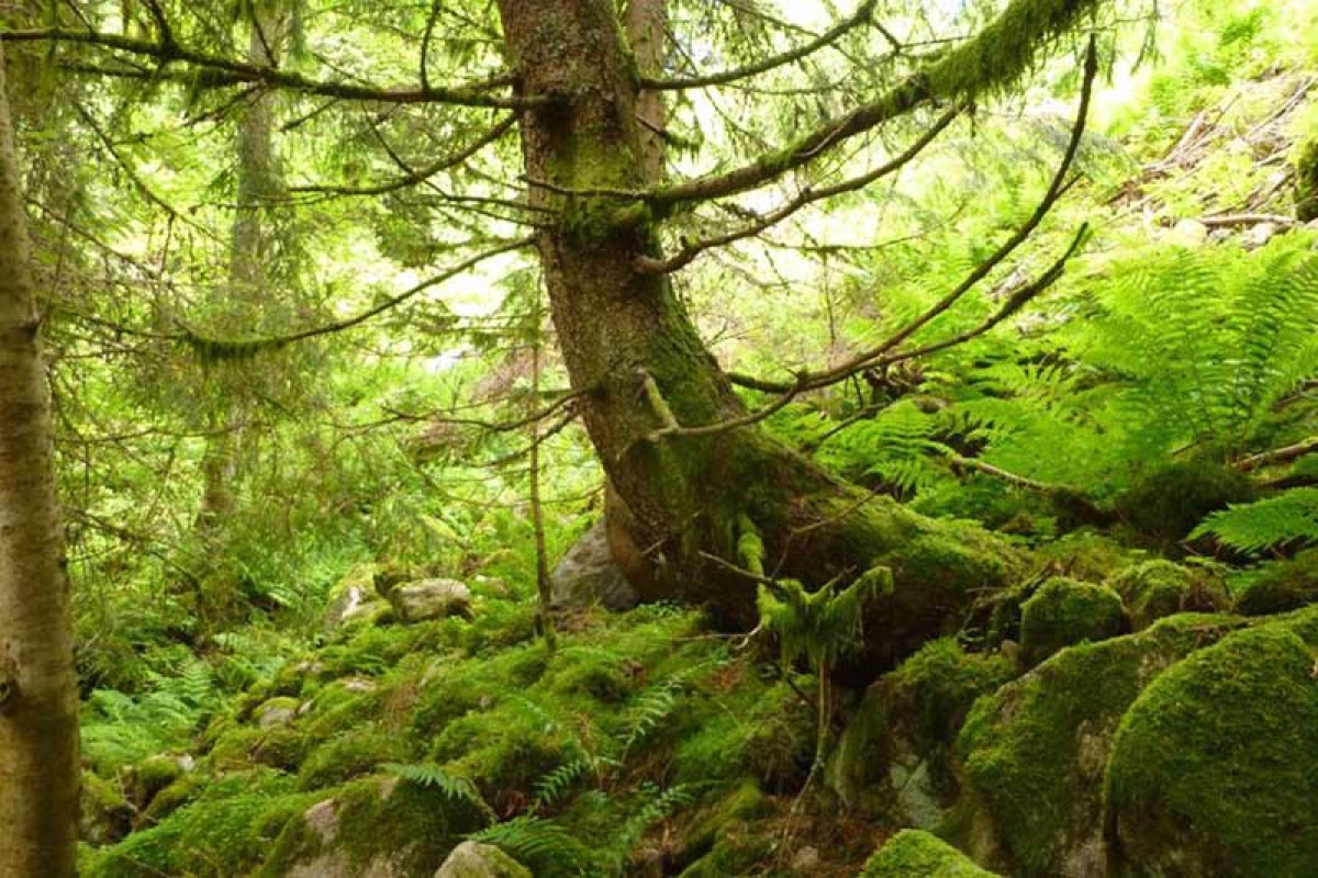 Traversée des Hautes-Vosges en randonnée