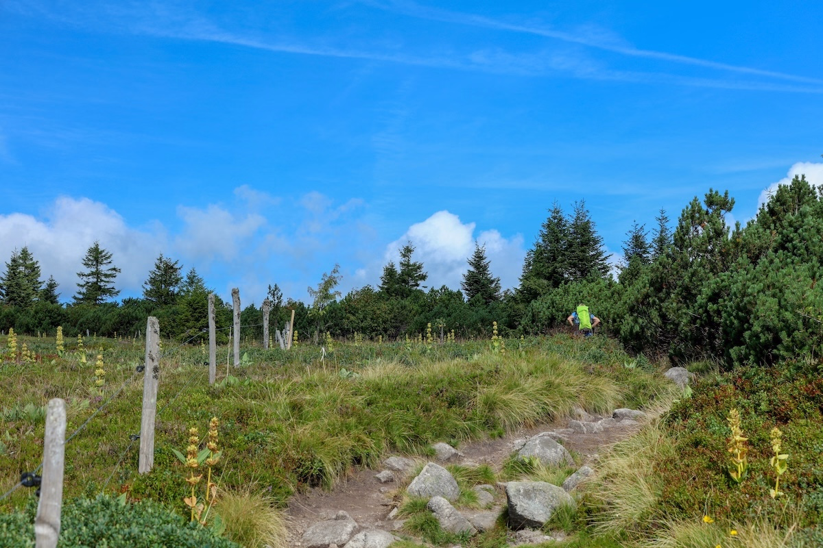 Randonnée en Alsace Vignoble et Montagne en liberté