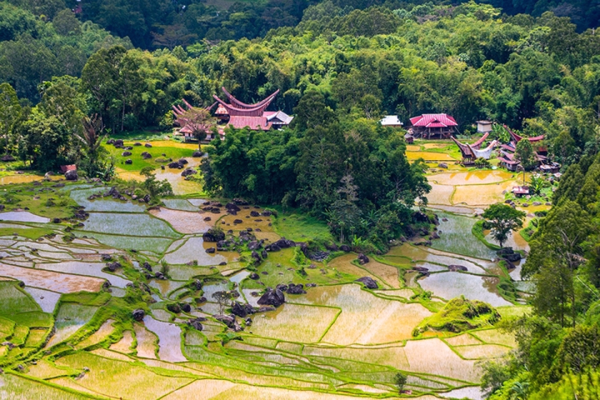 Trek culturel à Sulawesi entre rizières et rituels Torajas