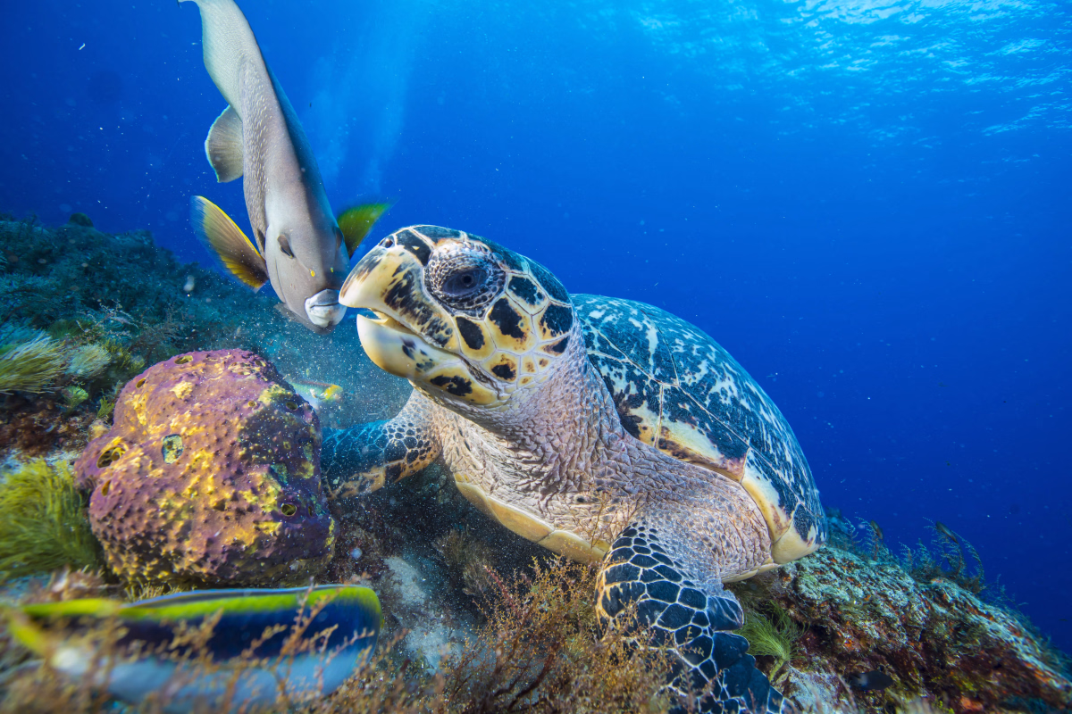 Découvrez la plongée à Cozumel avec le PADI Open Water