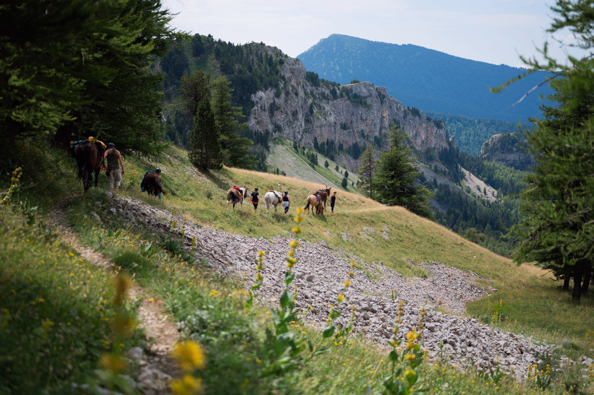 Voyage à cheval - Cheval et crêtes alpines dans le Dévoluy sauvage