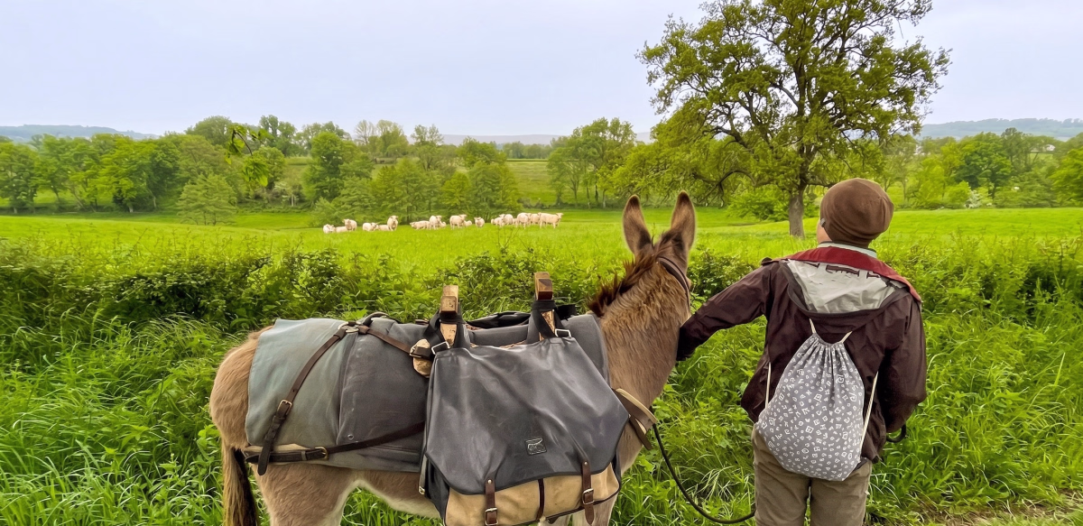 Voyage avec ânes - Évasion nature : 5 jours à pied avec un âne en Bourgogne