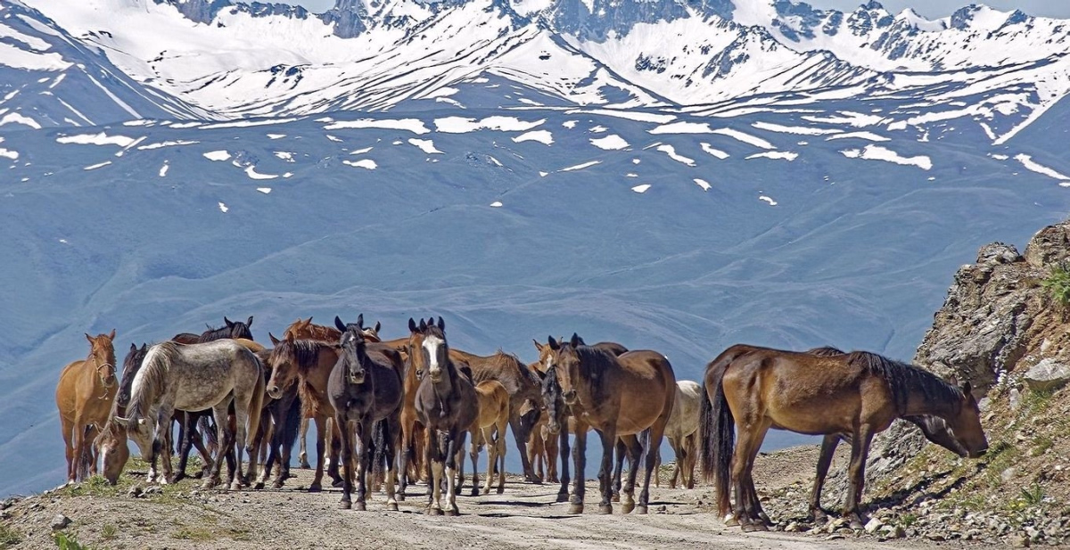 Voyage à cheval - Immersion au Kirghizistan entre randonnées, chevaux et yourtes