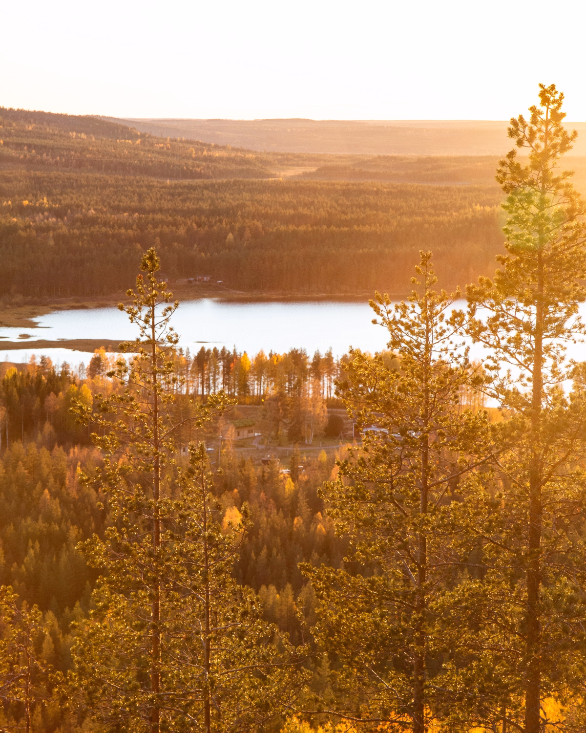 Automne boréal en Laponie : entre terre dorée et ciel étoilé