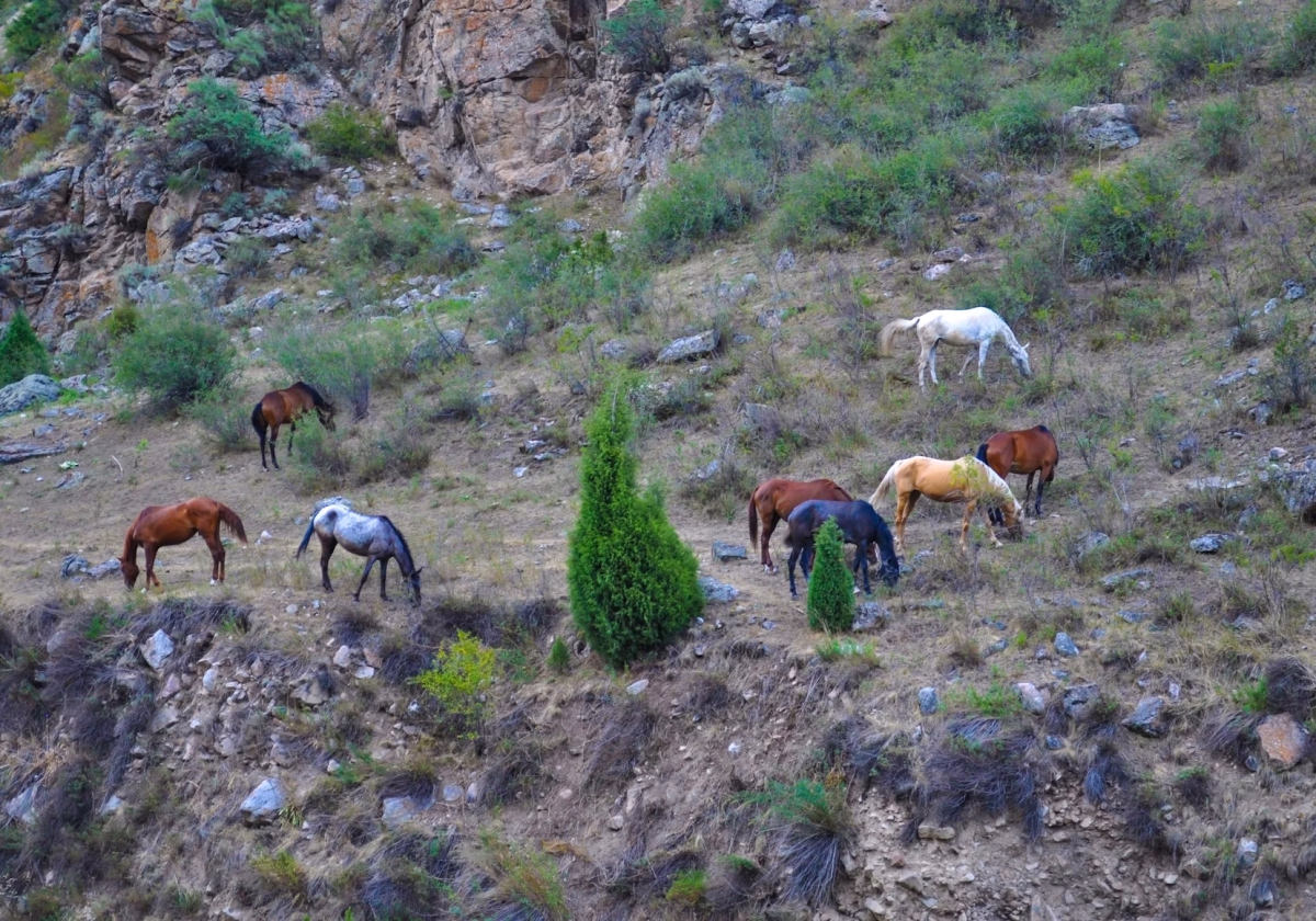 Voyage à cheval - Aventure équestre au lac alpin de Son-Kul