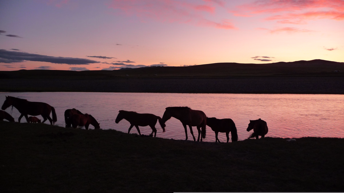 Voyage à cheval - Randonnée à pied et à cheval nomade au cœur de la Mongolie