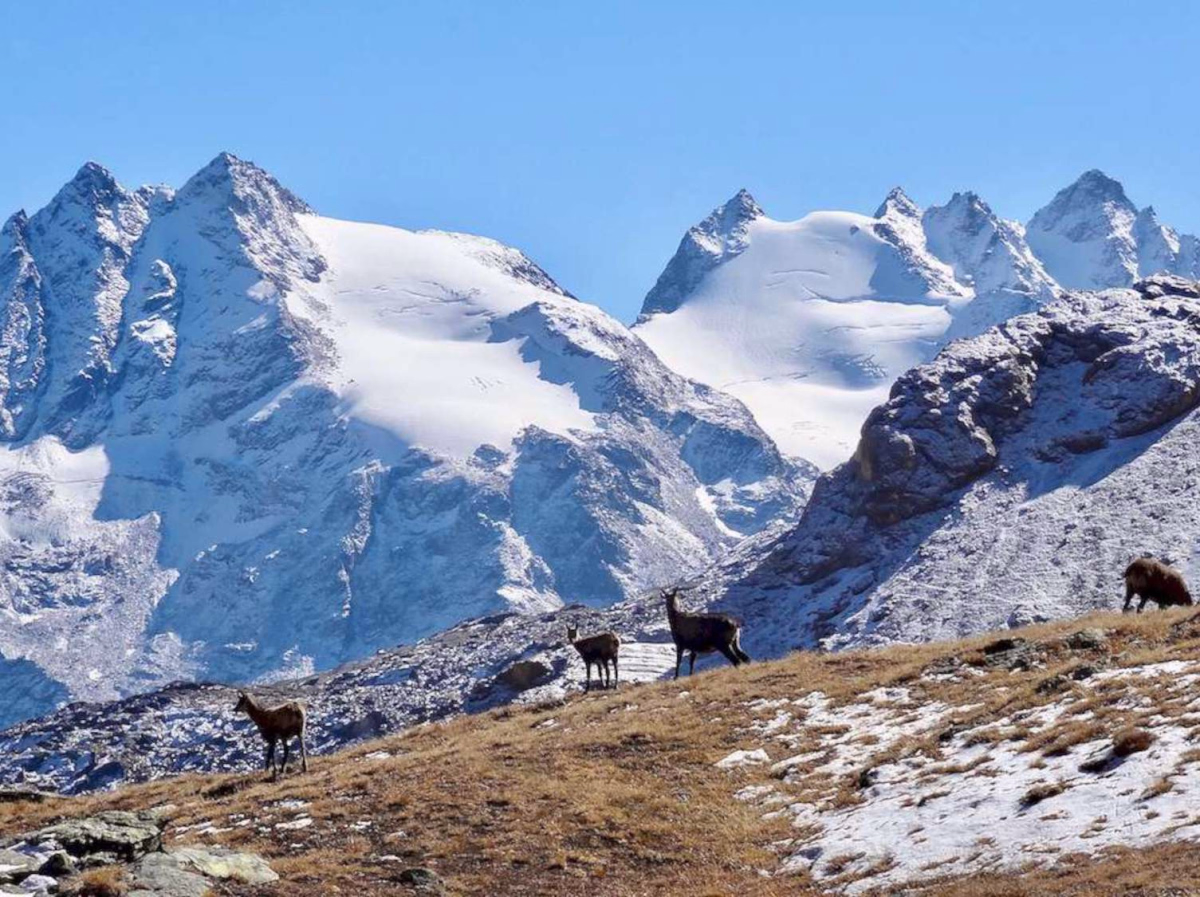 Trek sauvage au Grand Paradis
