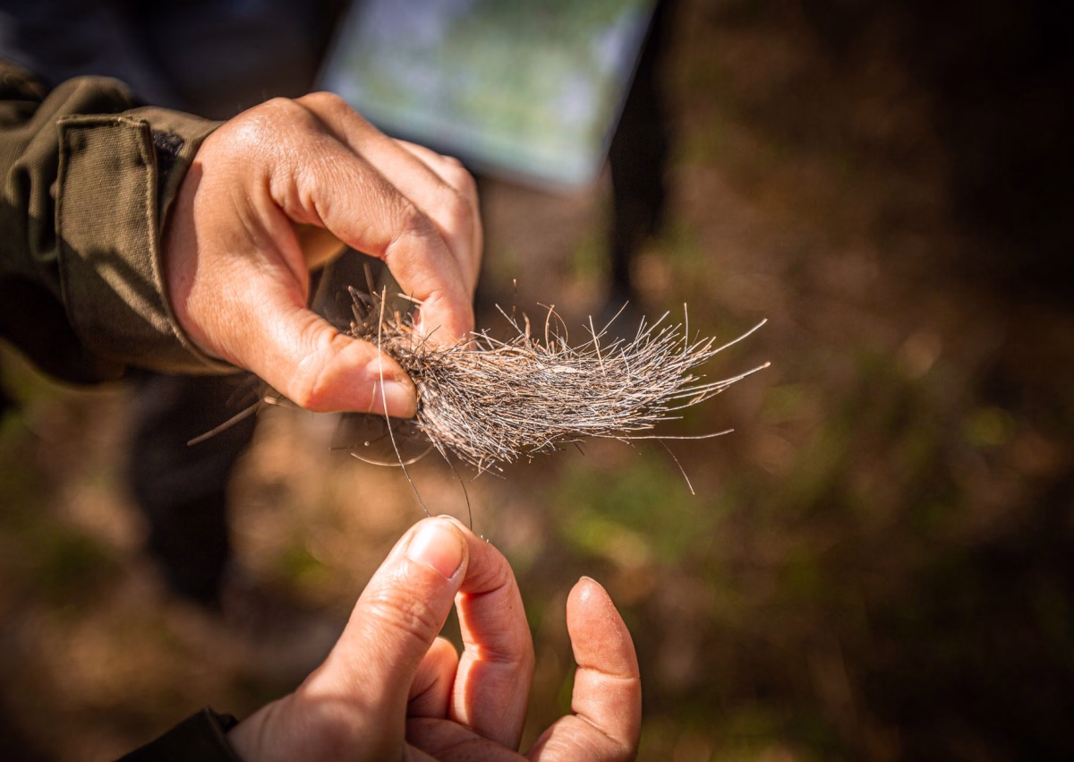 Bushcraft et vie sauvage en Bretagne