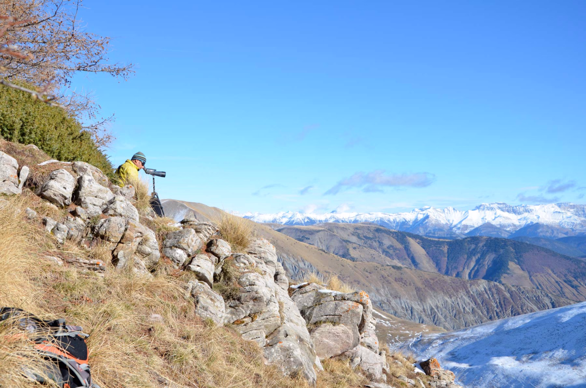 Randonnée immersive sur les traces du loup dans les Alpes du Sud