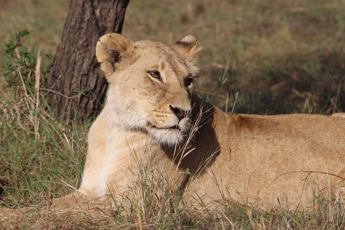 Le meilleur des trésors du Kenya en safaris