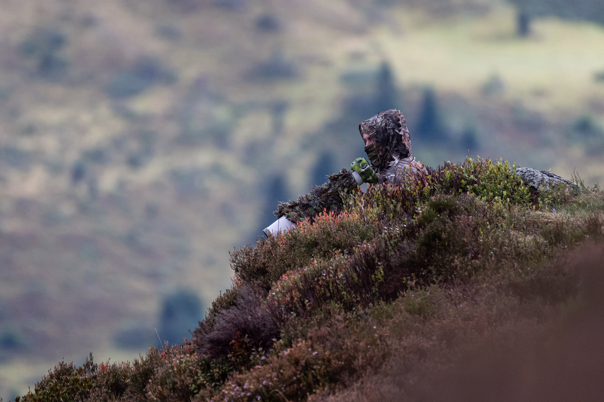 Photographie du brame du cerf lors d'une randonnée dans les Pyrénées