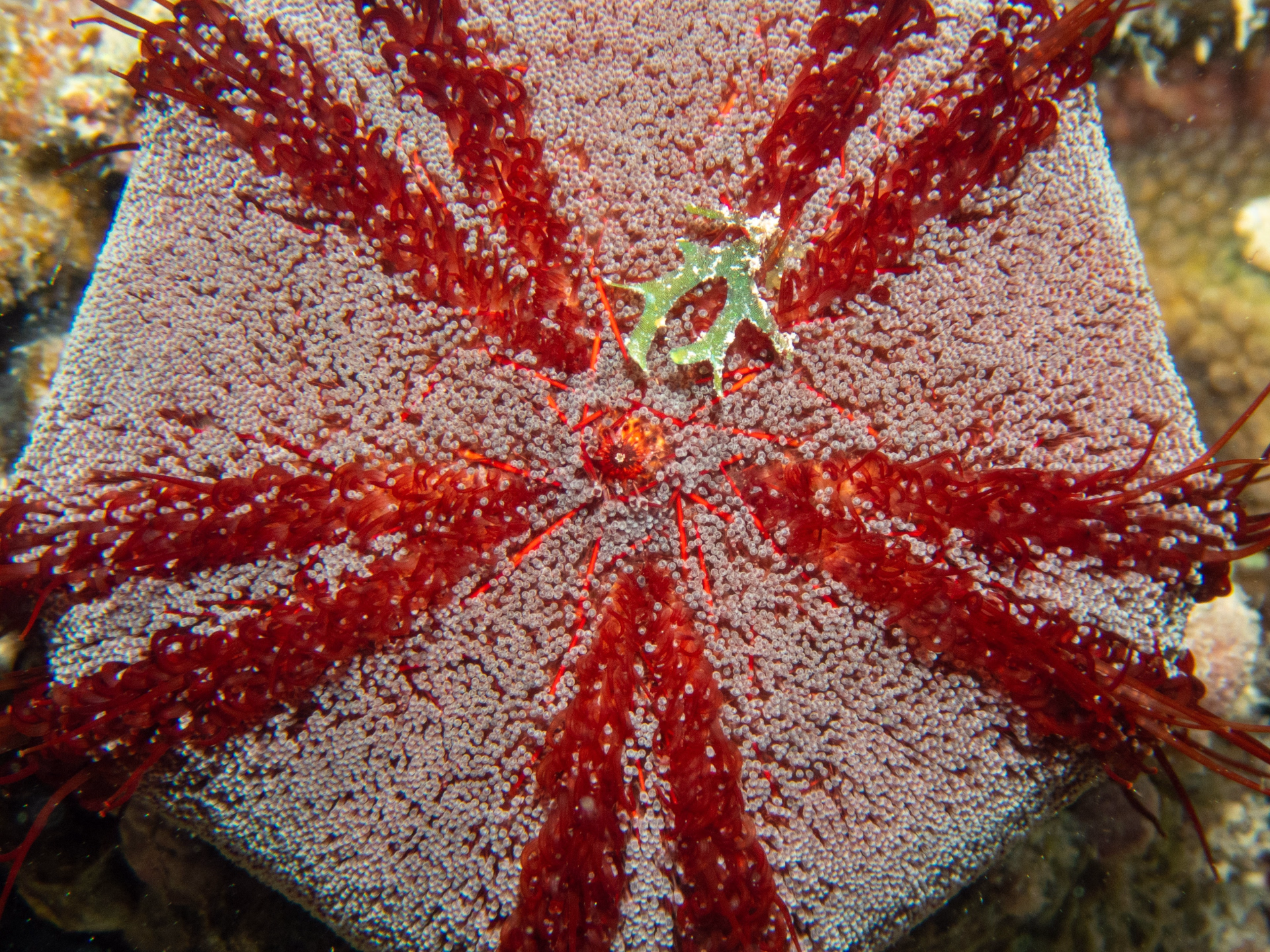 Immersion de deux semaines au cœur de la mer Rouge