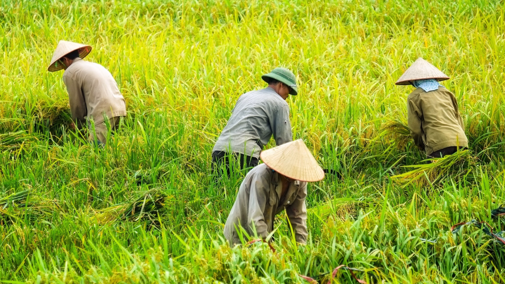 Le Vietnam à vélo