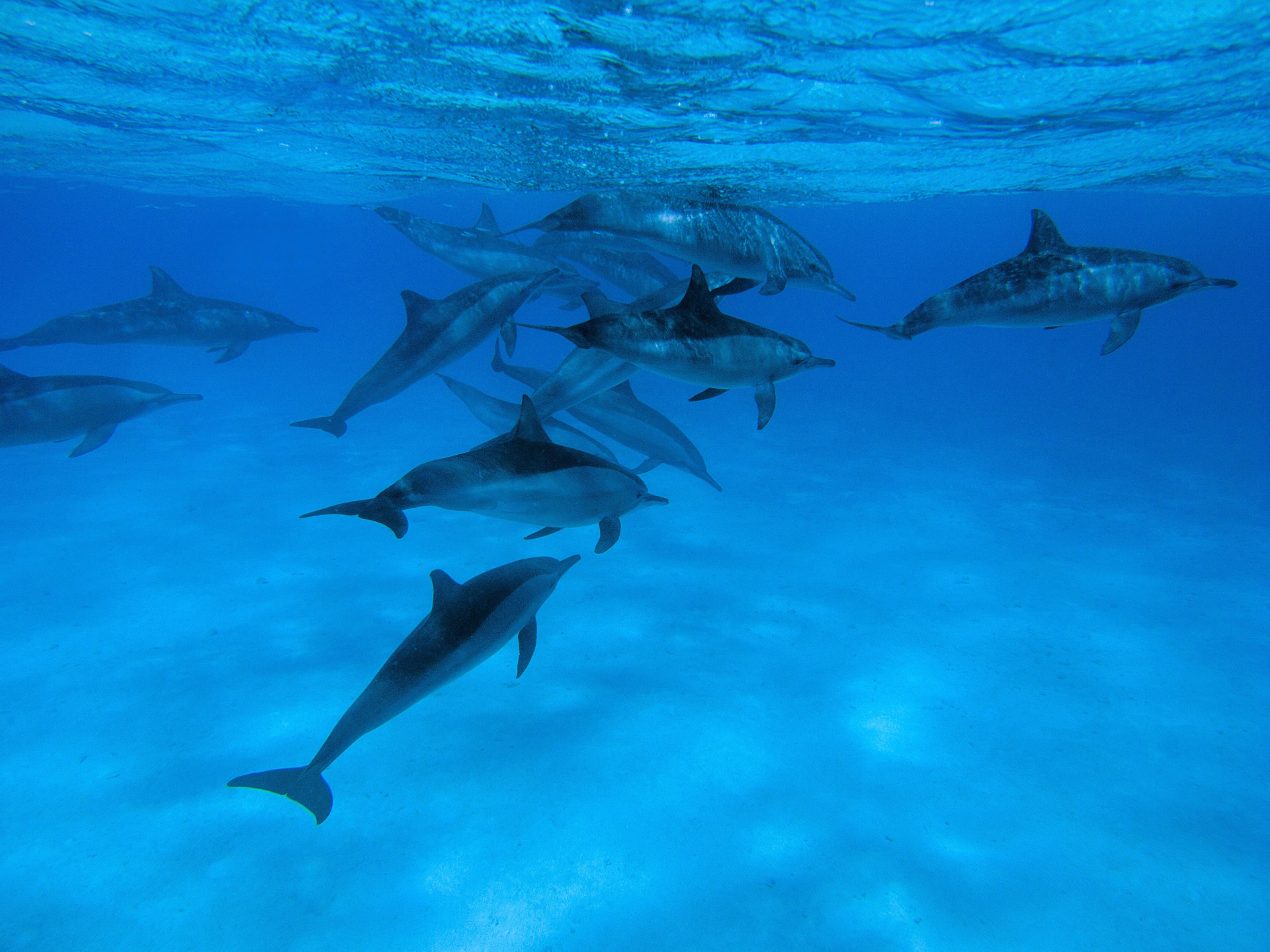 16 plongées en Mer Rouge à Soma Bay