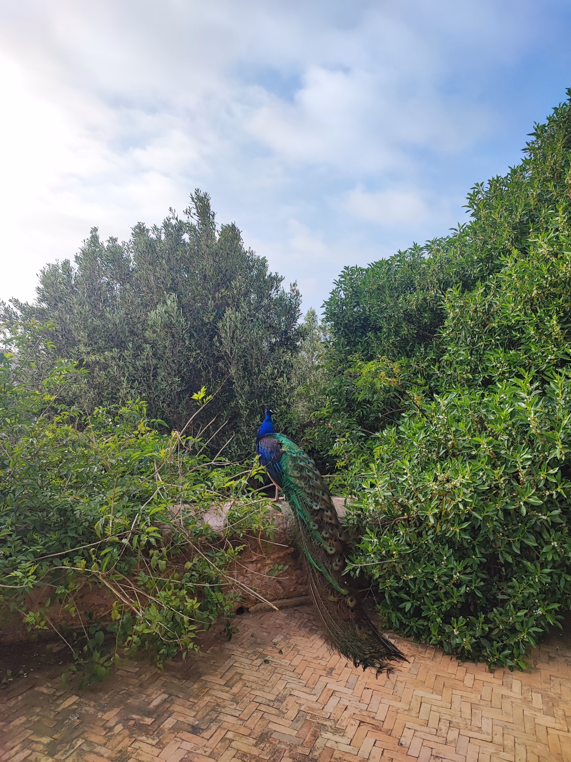 Yoga, Méditation & Bien-être à Essaouira