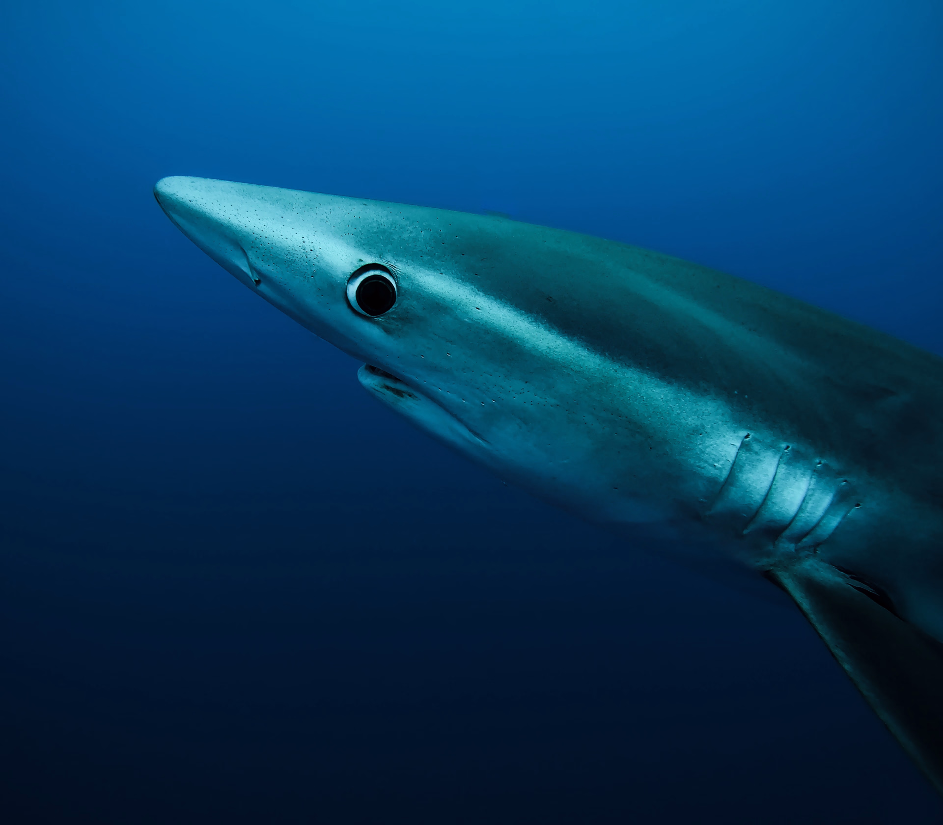 Plongée au large avec les raies mobulas et les requins peaux-bleues