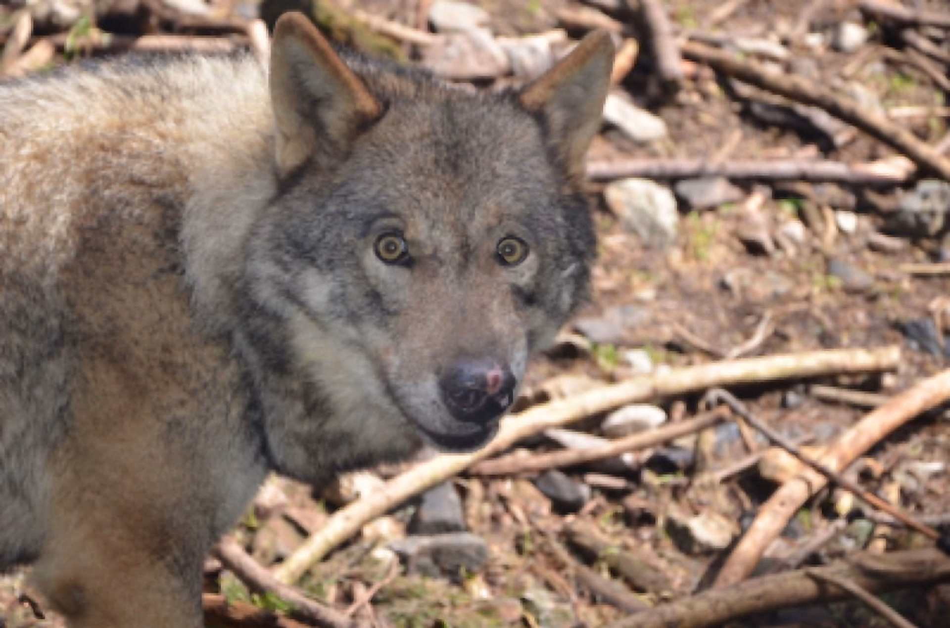 Une aventure sur les traces des loups dans les Alpes
