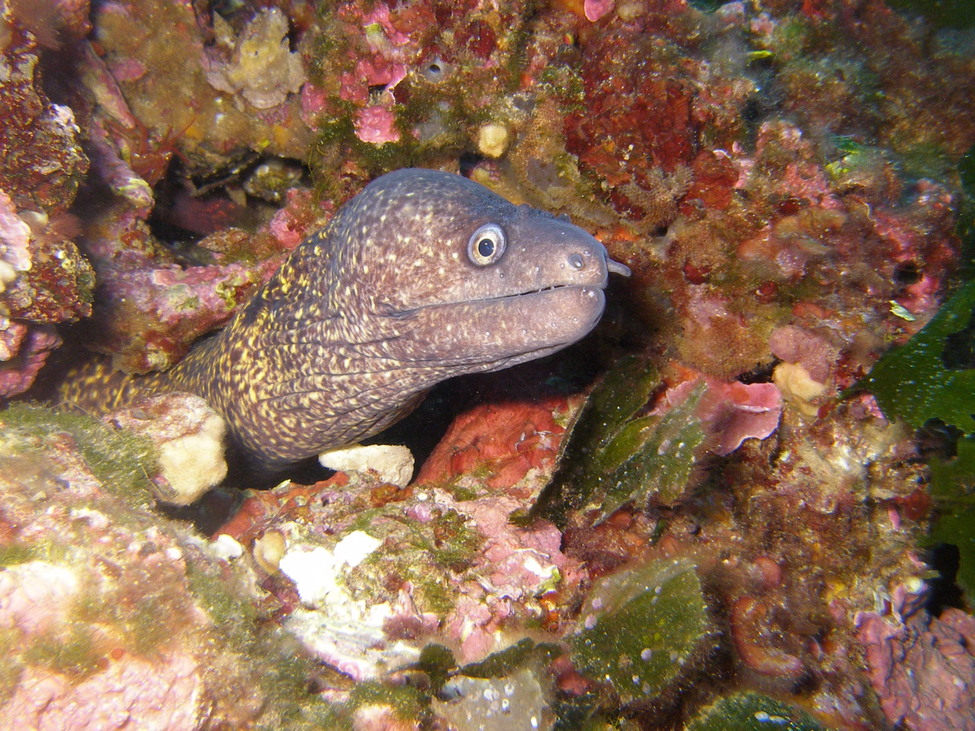 Pack 5 plongées à Lloret de Mar