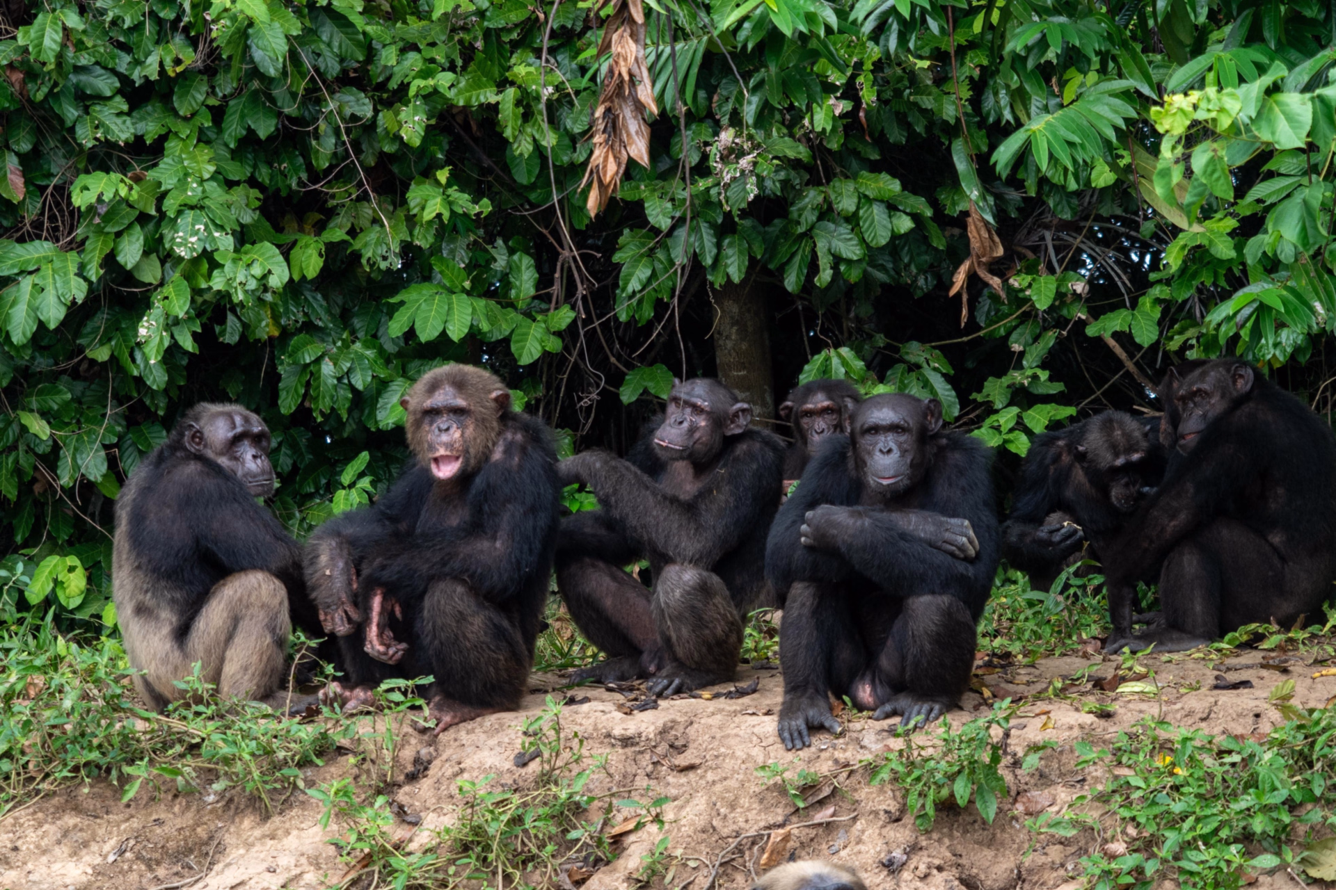 Multiactivités et rencontre avec les gorilles au Congo