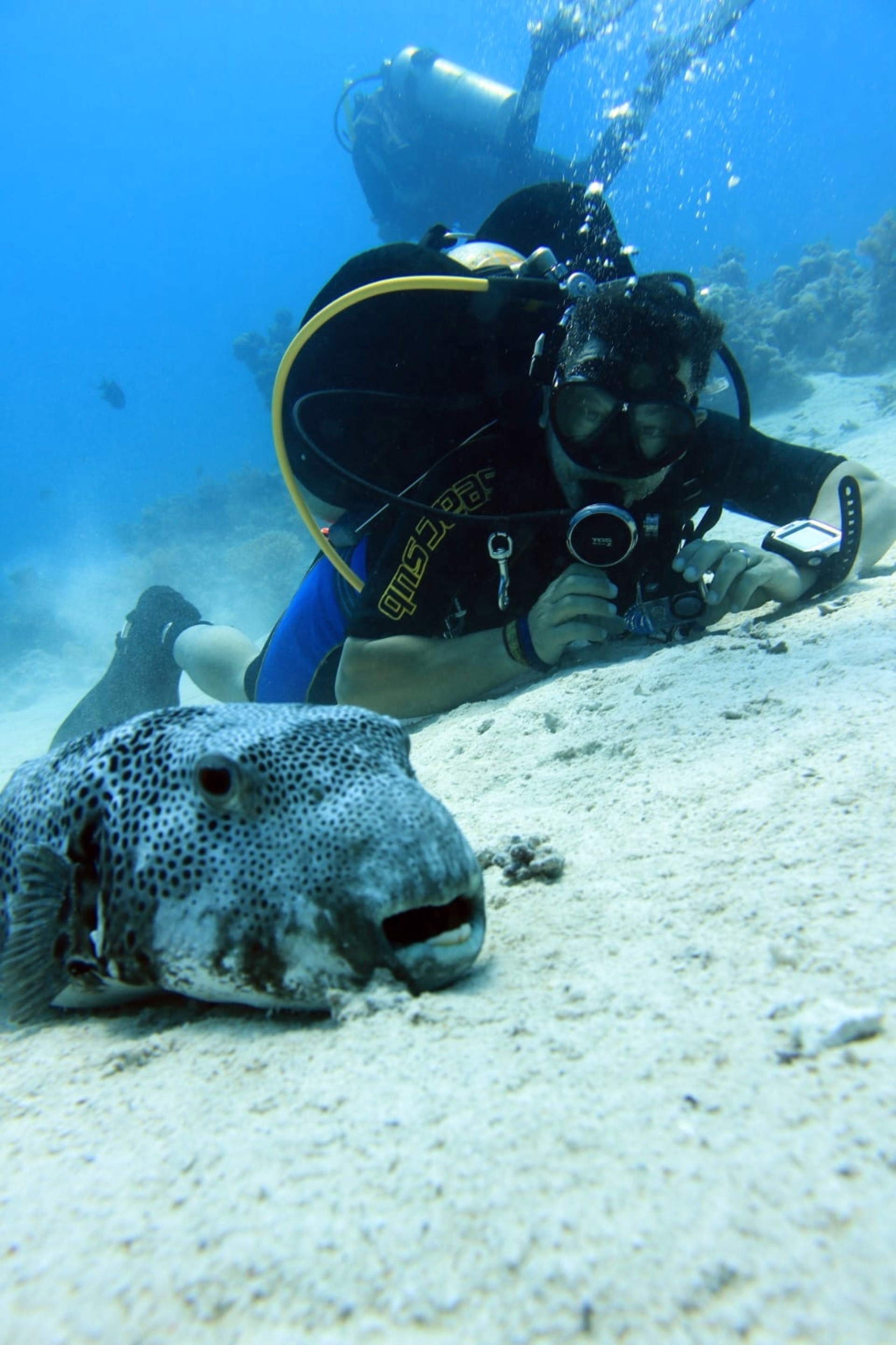 Plongée découverte et snorkeling à Charm el-Cheikh