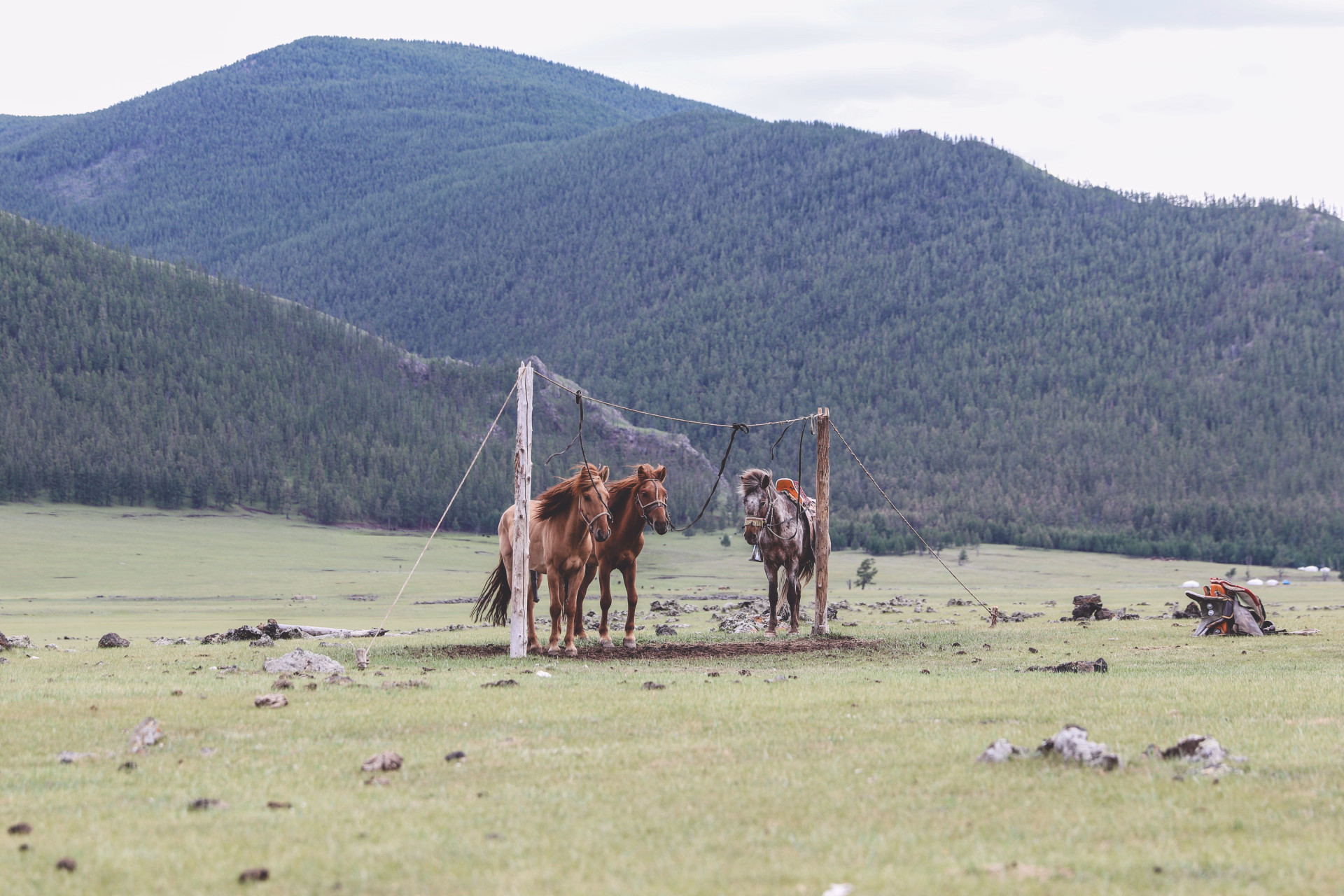 Randonnée à cheval en Mongolie