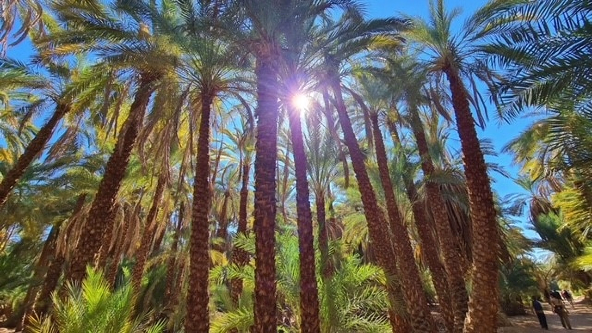 Désert blanc, Caire et croisière en voilier de Louxor à Assouan