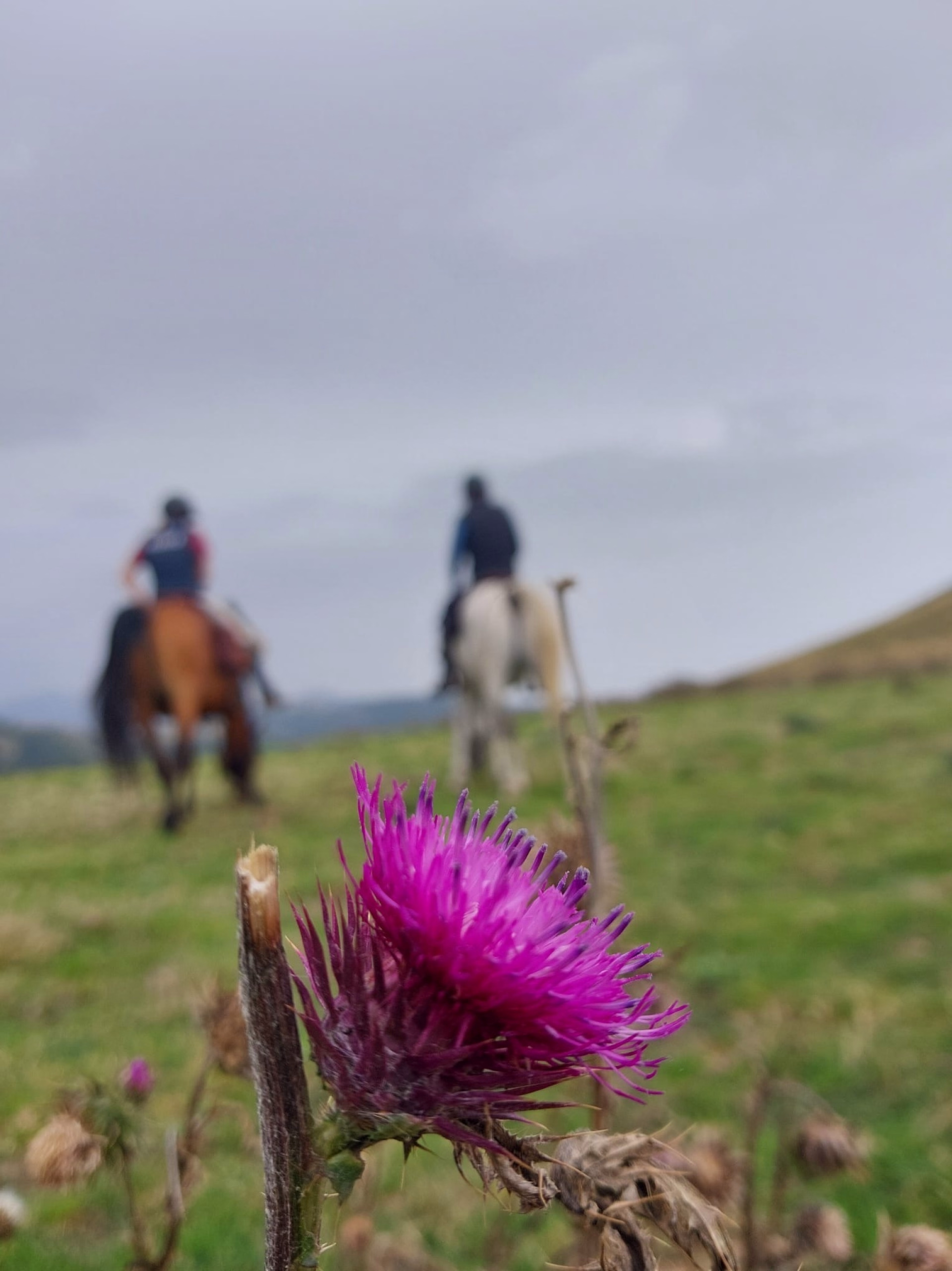 Itinérance à cheval vers Montségur dans les Pyrénées ariégeoises