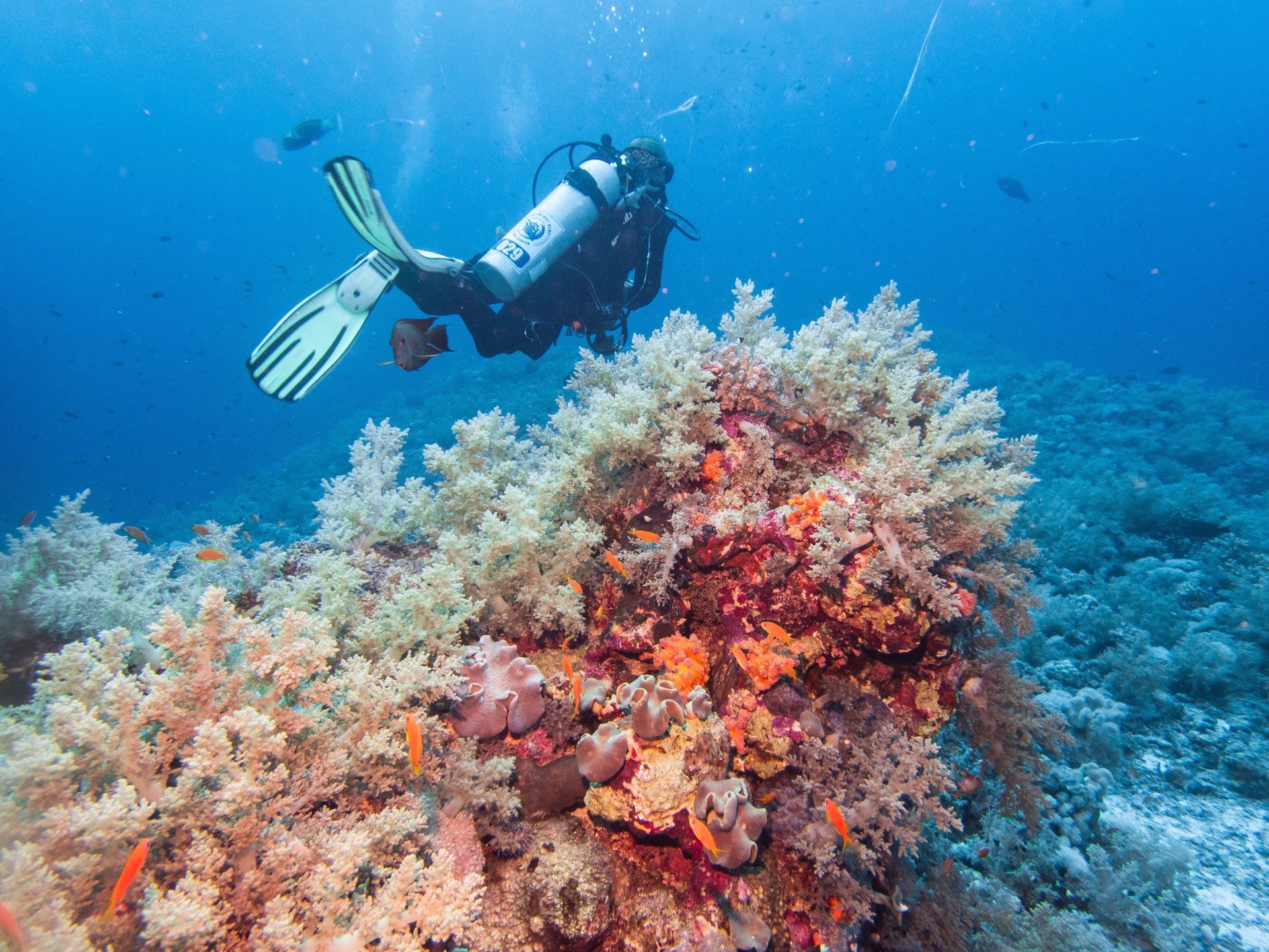 Exploration avancée de la mer Rouge en plongée