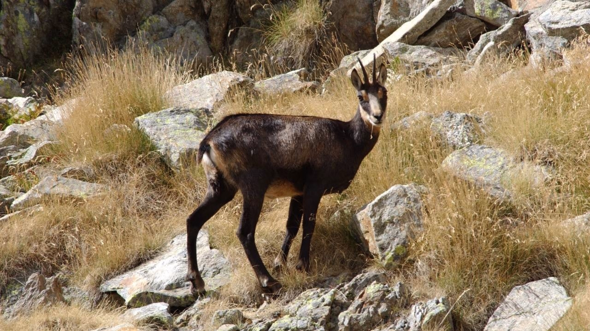 Trek et gravures dans la Vallée des Merveilles