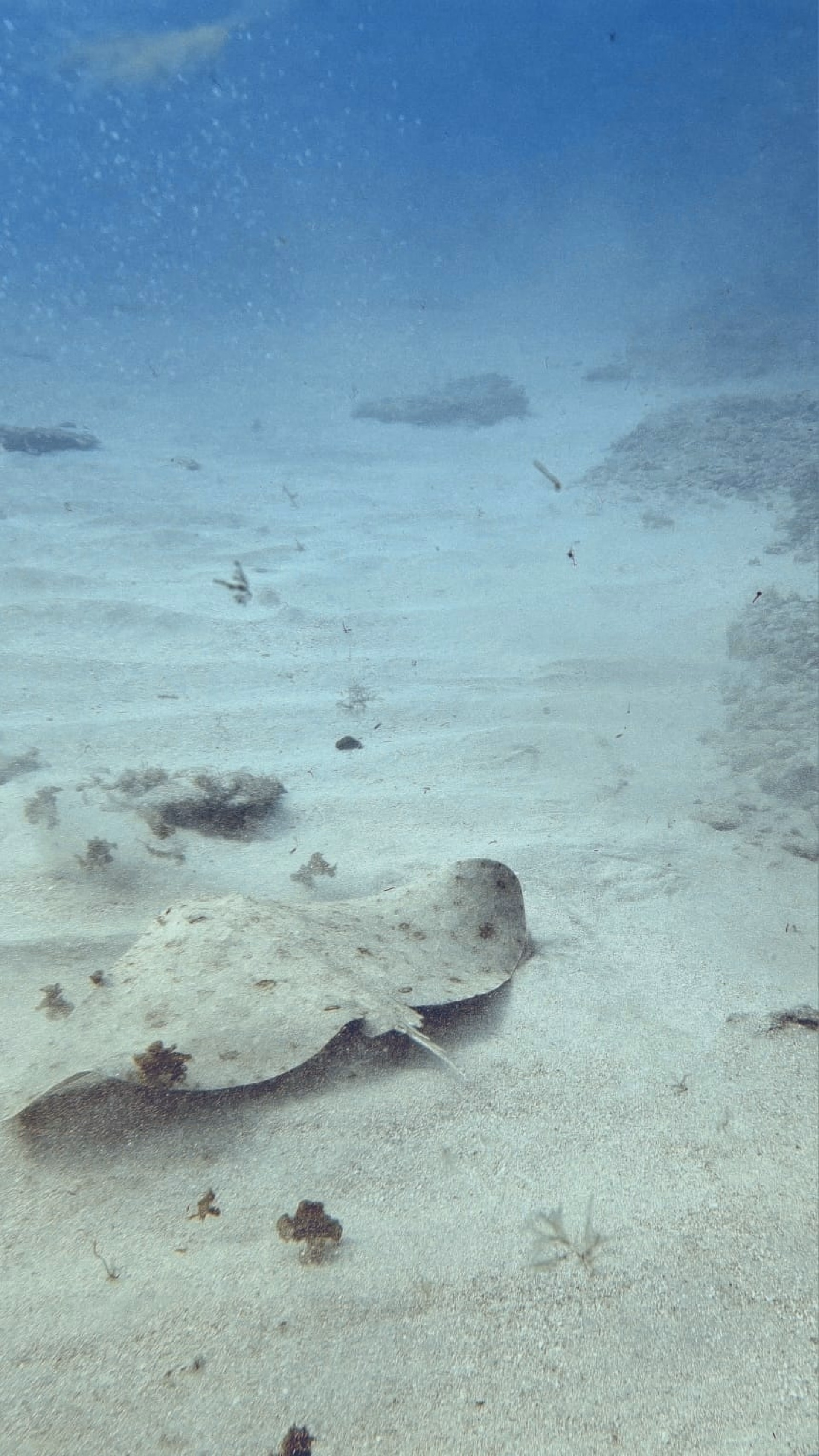 Plongez dans le monde sous-marin fascinant de Gran Canaria