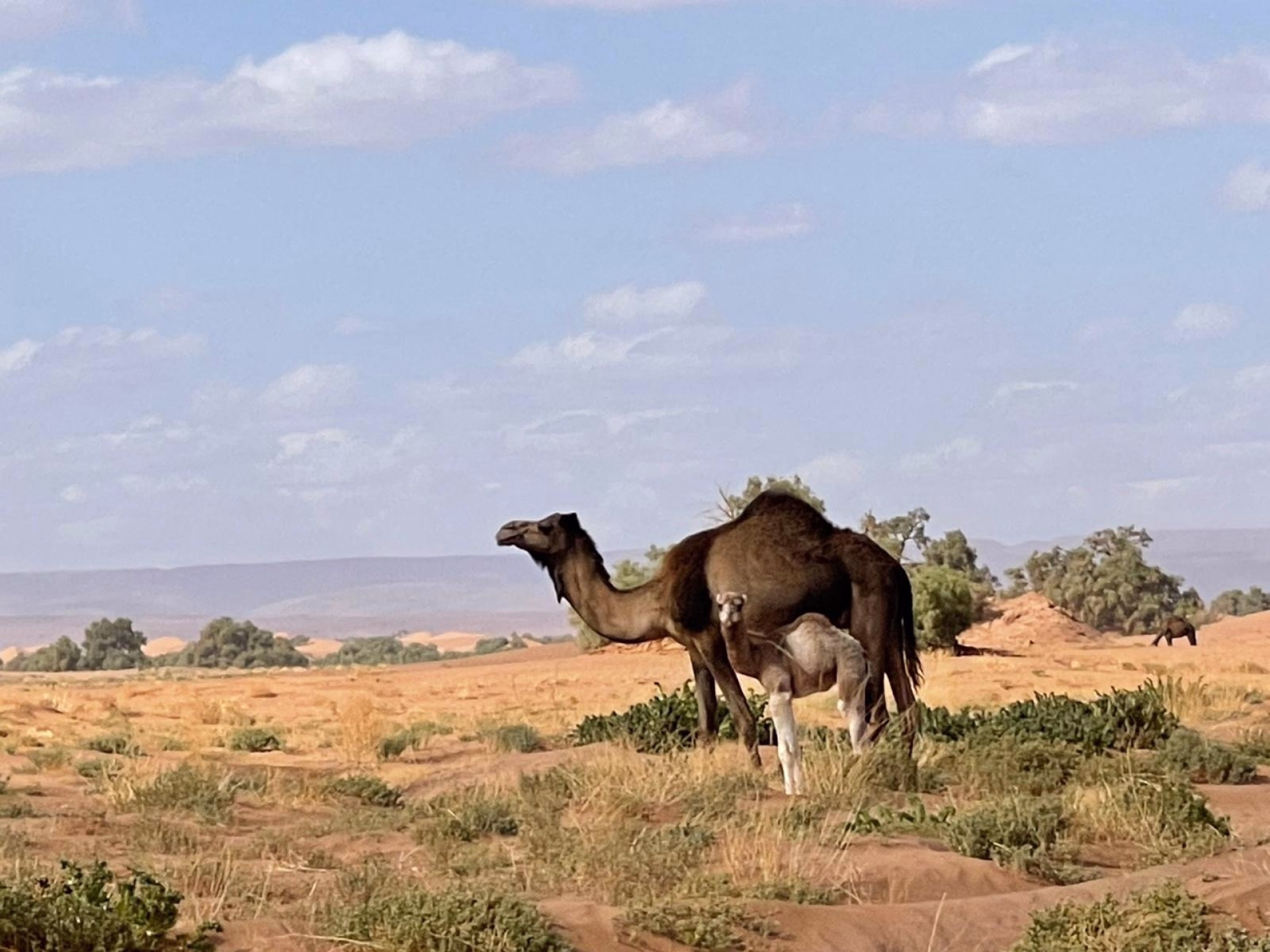 Escapade 4 jours dans le Sud marocain – Désert, dromadaire et 4x4