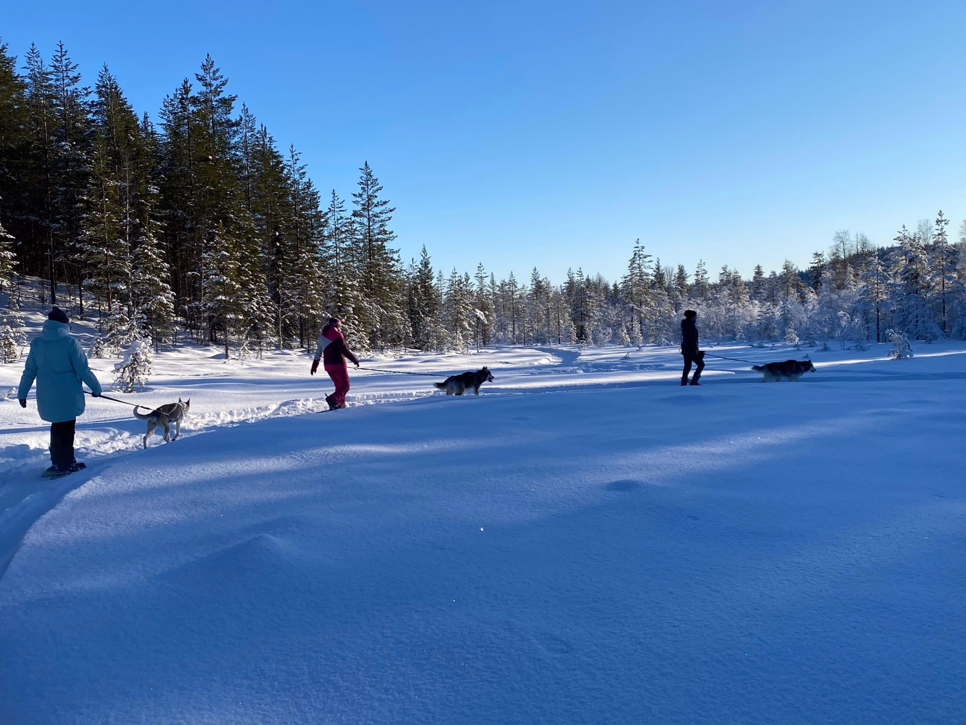 Séjour équestre et multi-activités hivernal en Laponie suédoise