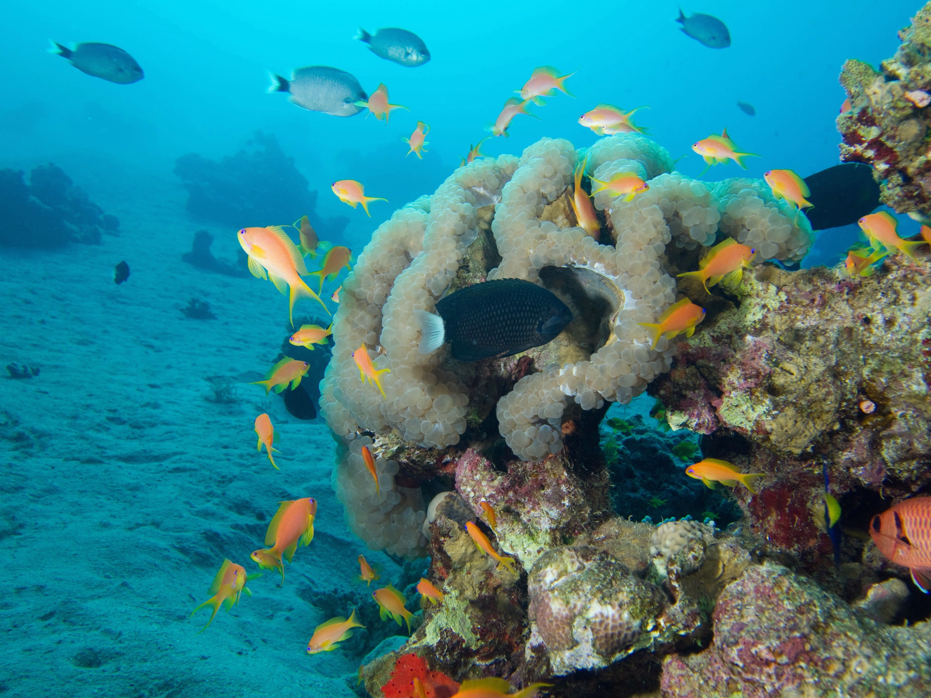 Découverte, Culture et Plongée à la mer rouge