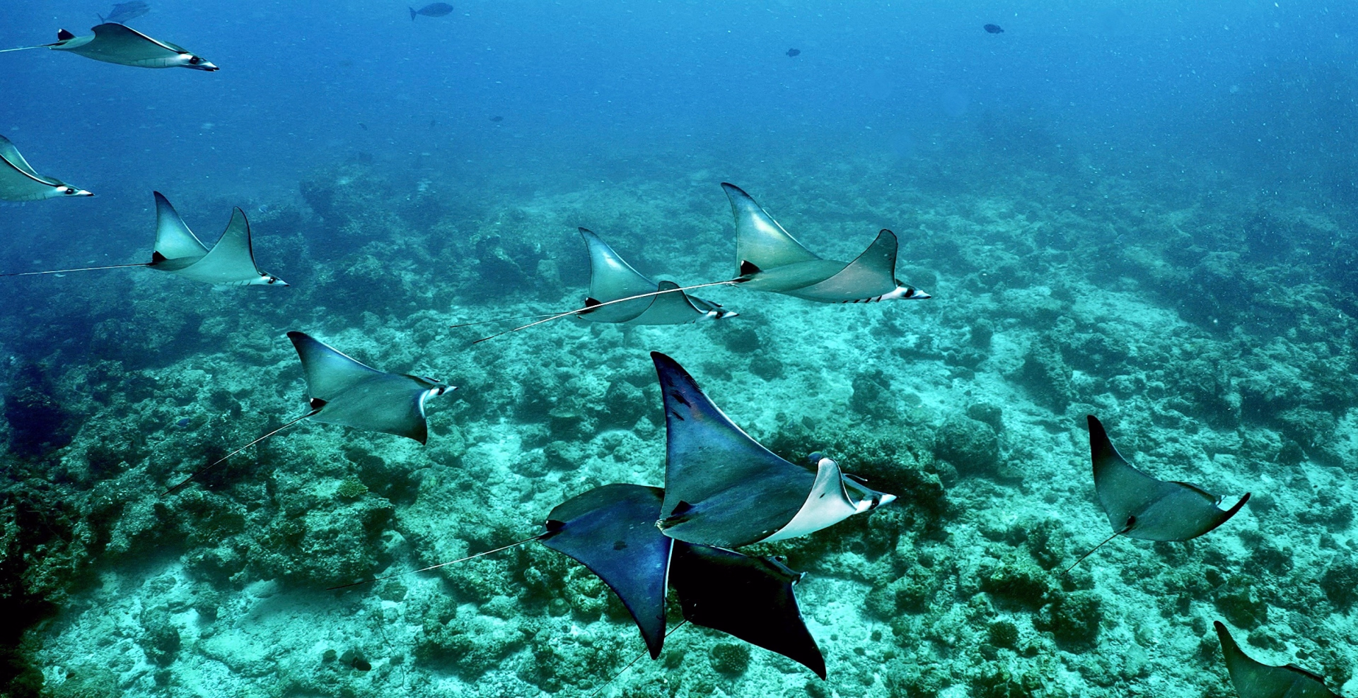 Progressez en plongée avec le PADI Advanced aux Maldives