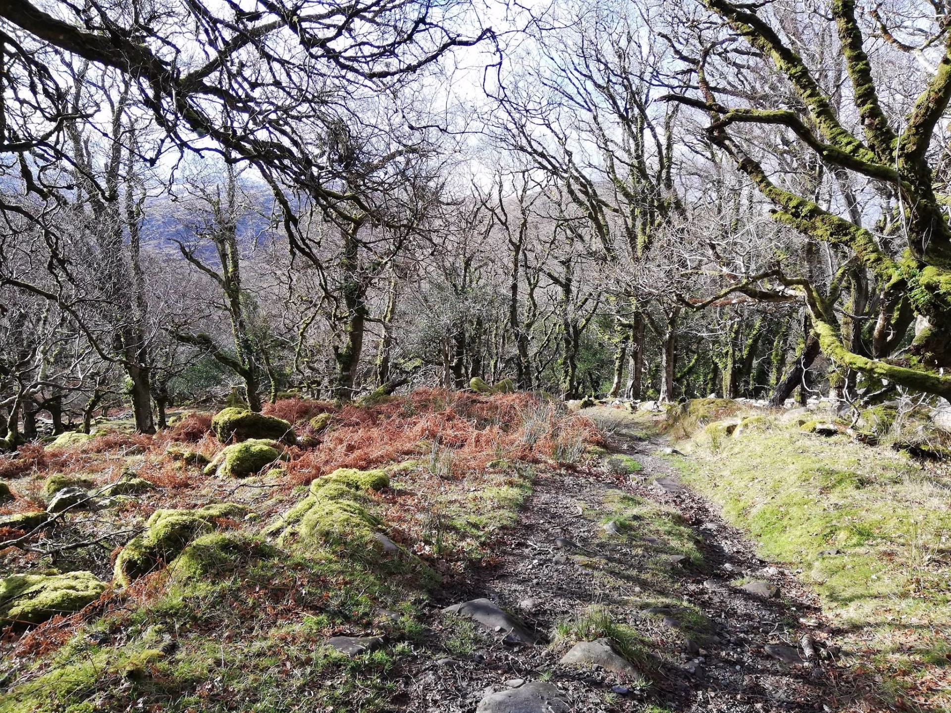 Randonnée en liberté de 5 jours sur le Kerry Way