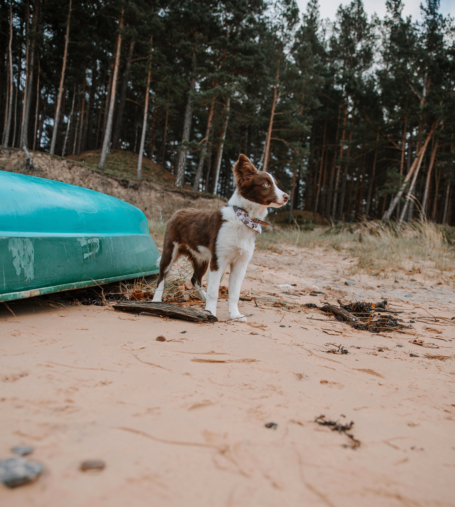 séjour canoë avec son chien