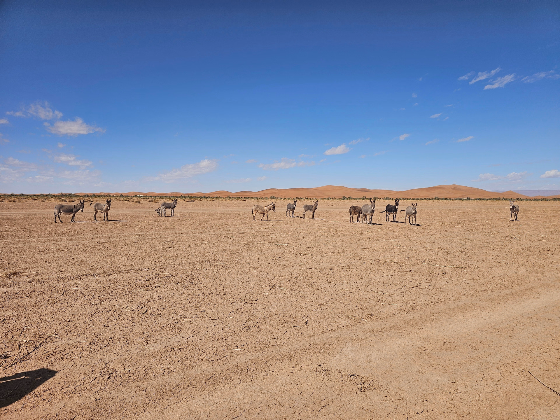 Escapade 4 jours dans le Sud marocain – Désert, dromadaire et 4x4